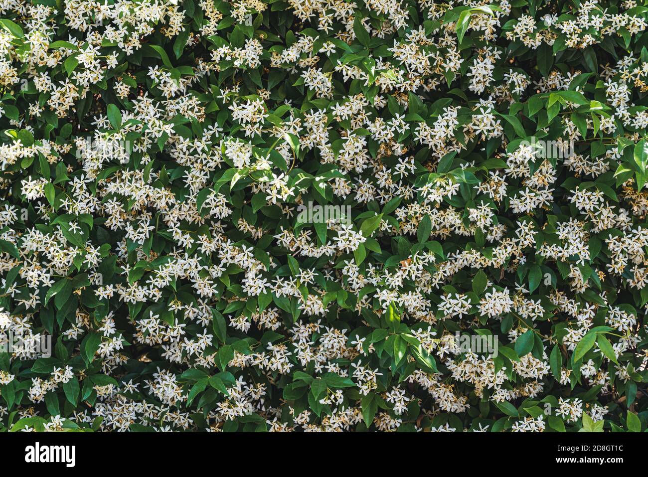 White flowers among green leaves of Trachelospermum jasminoides commonly known as Star jasmine Stock Photo
