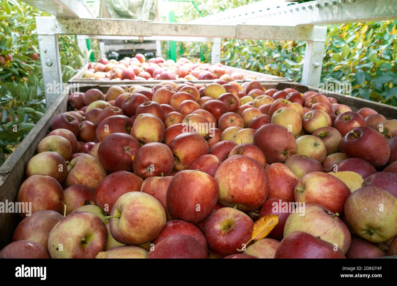 A box full of apples in an orchard called "Altes Land" (old country) near Hamburg, Germany. Stock Photo