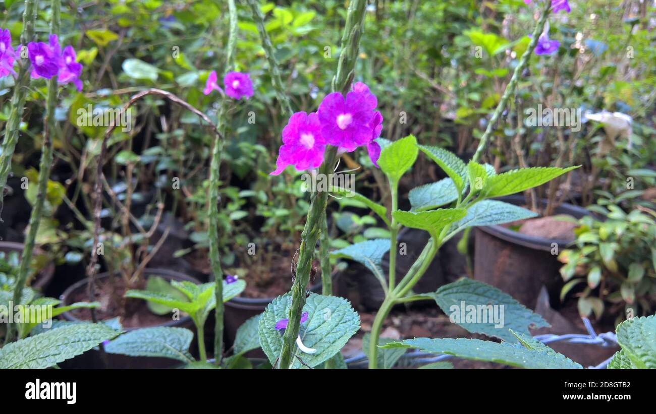 scenic view of colorful flowers and plants for multipurpose use Stock Photo Alamy