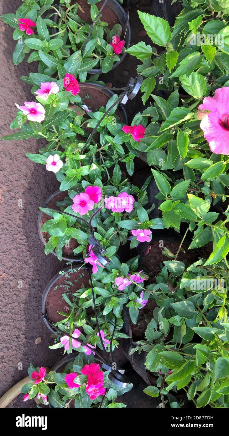 Design Green India: Best Tips For Growing Perwinkle / Sadabahar (  Catharanthus Roseus )