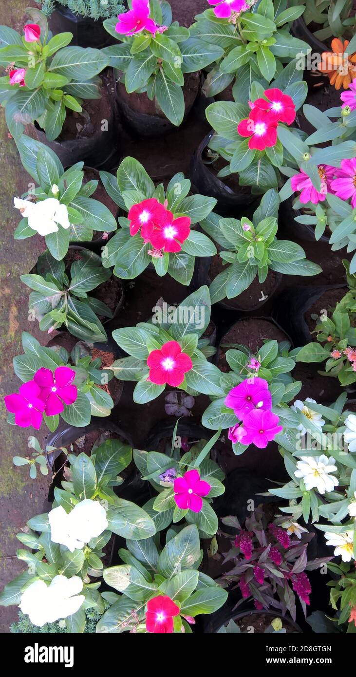 scenic view of catharanthus flowers also called as periwinkle or sadabahar flower plant Stock Photo