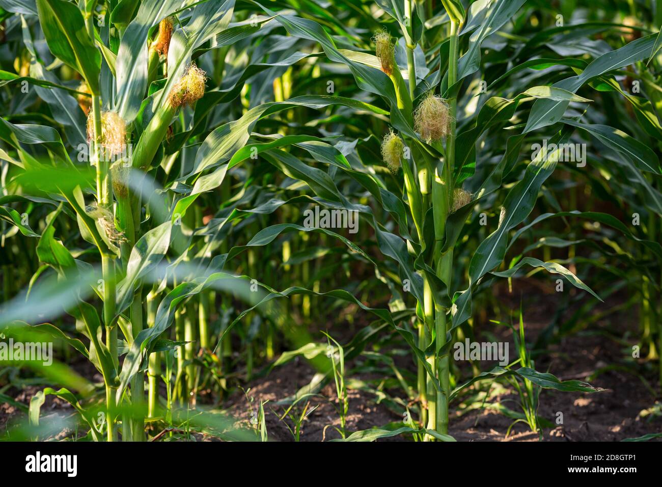 Green plant of corn hi-res stock photography and images - Alamy