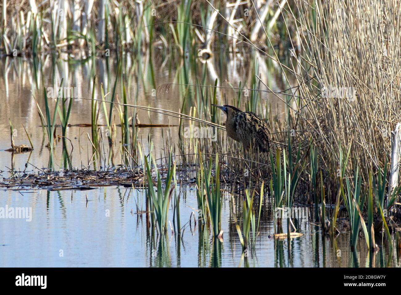 Reed bed birds hires stock photography and images Alamy