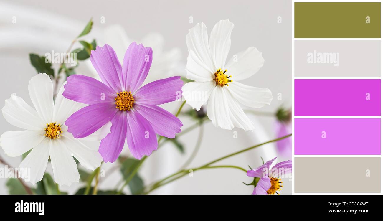 Color matching palette of colorful bouquet cosmos flowers, natural background Stock Photo