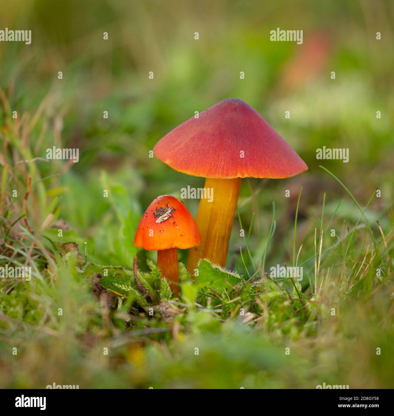 Fungi called witch's hat, conical slimy cap, conical wax cap, grows in North Holland Dune Reserve, Netherlands Stock Photo