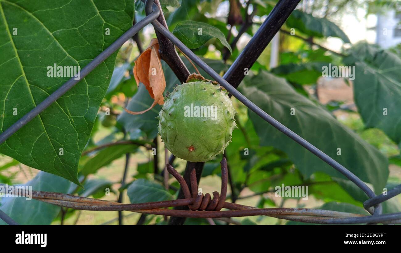 Fruits of Datura alba or Thorn Apple, Apple of Peru, Green Thorn Apple, Hindu Datura, Metel. Fruits of devils trumpet, Datura metel. Stock Photo