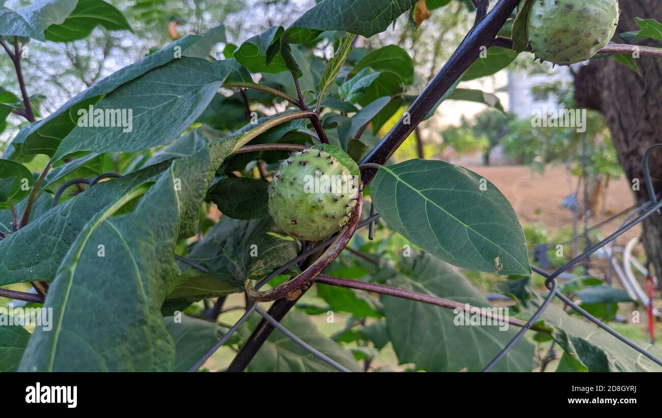 Fruits of Datura alba or Thorn Apple, Apple of Peru, Green Thorn Apple, Hindu Datura, Metel. Stock Photo