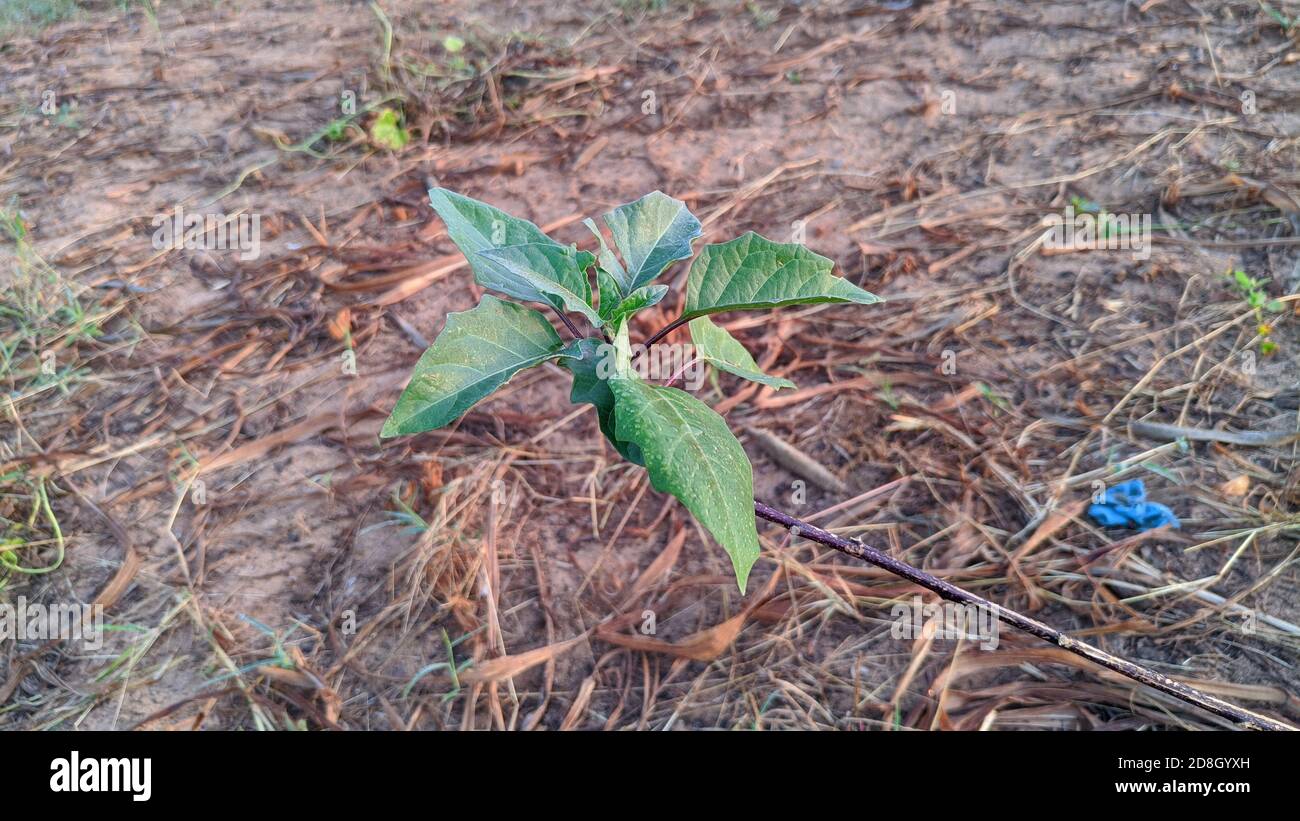 Datura flower, dangerous plant. Outdoor garden Stock Photo