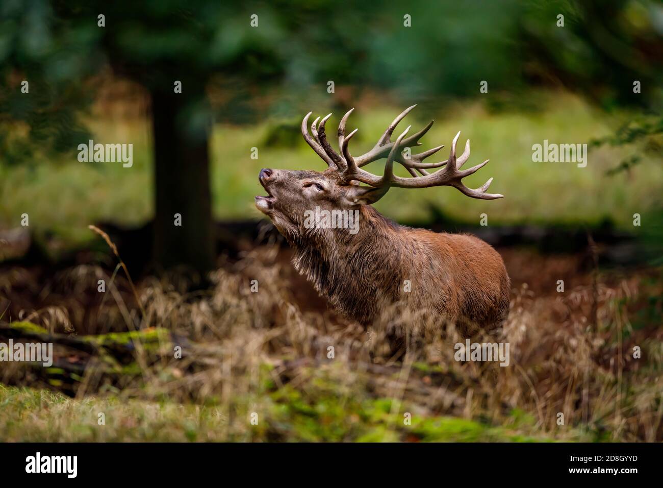 Deer at rutting season in the forest Stock Photo
