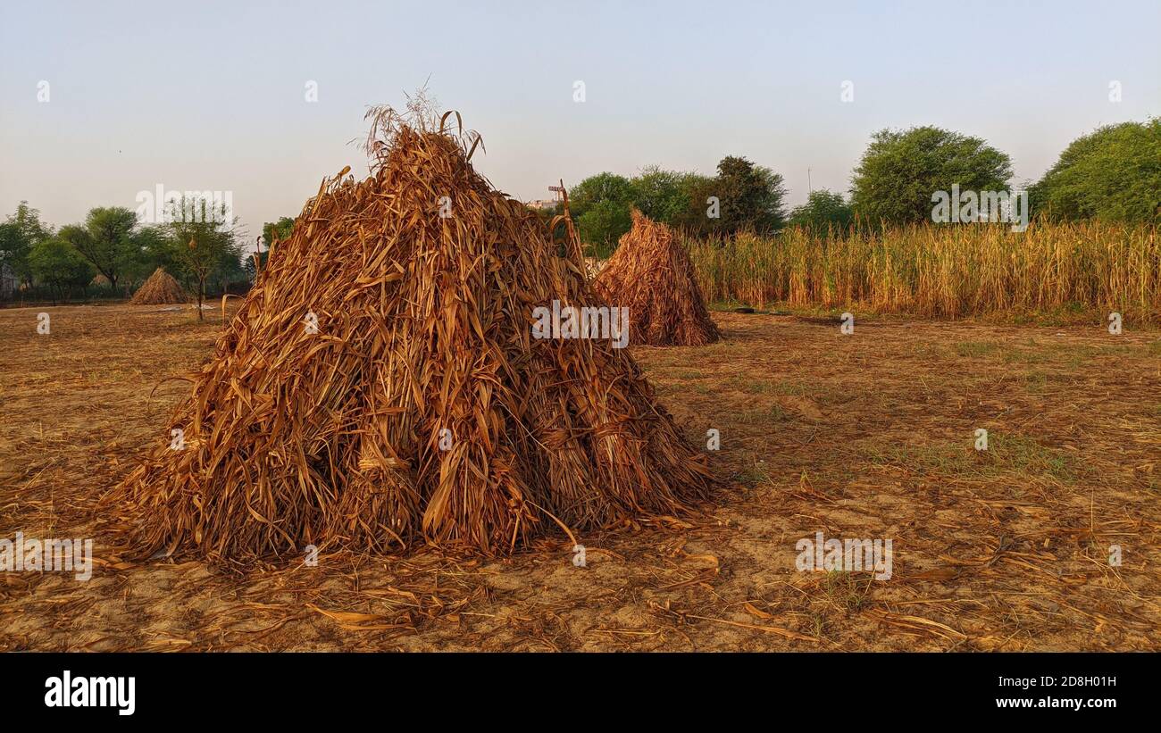 Dry millet fodder for pet animals. Pile of unprocessed pearl millet in