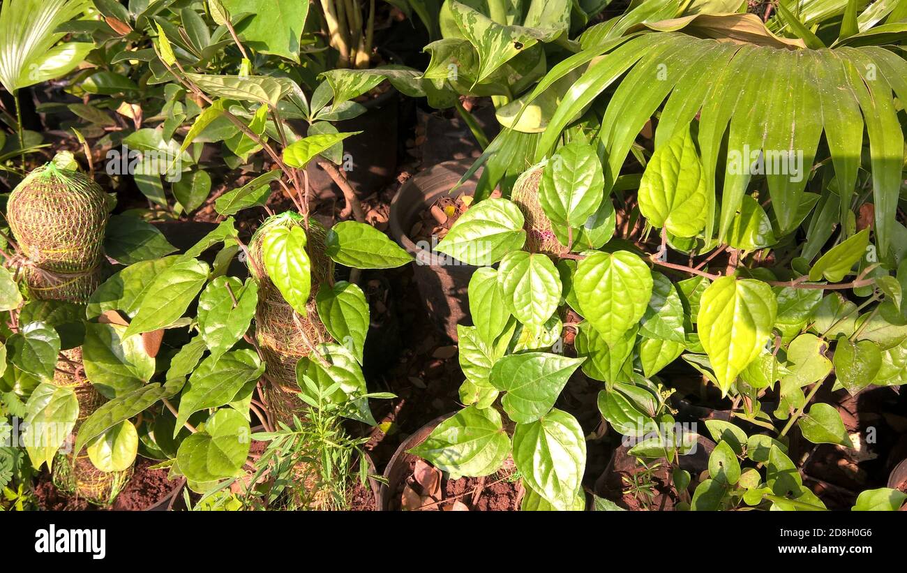 scenic view of Betel leaf plants for multipurpose use Stock Photo Alamy