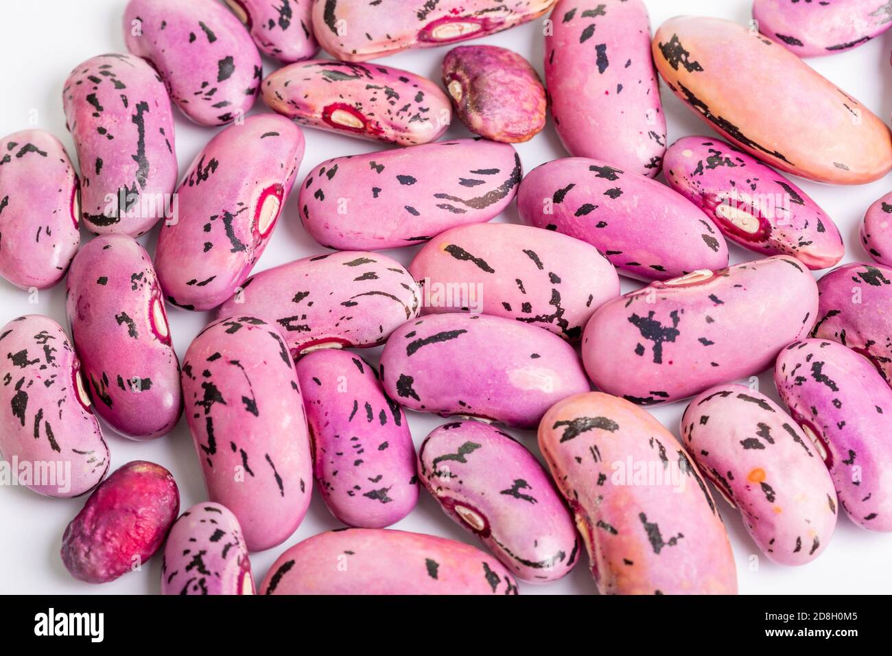 Lots of borlotti beans. These beans were grown in our allotment in Edinburgh, Scotland and left to dry, so they can be seeds for next year. Stock Photo