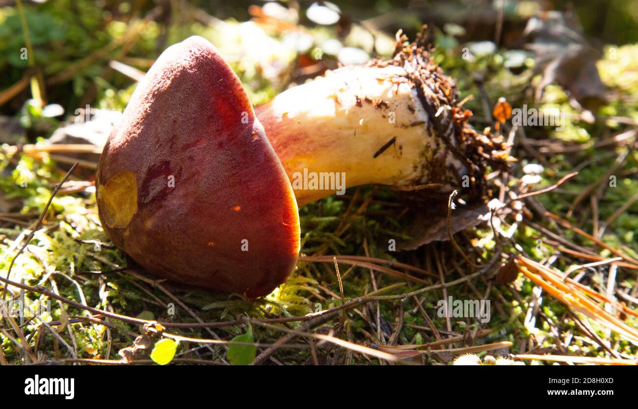 Inedible fungus grows in forests Central Europe, Tricholomopsis rutilans. Beautiful red and yellow mushroom Stock Photo