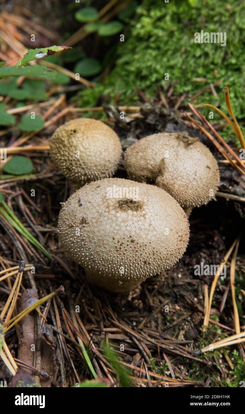 Common puffball, warted puffball Lycoperdon perlatum in pine forest. Ripe mushroom. Mature - not edible Stock Photo