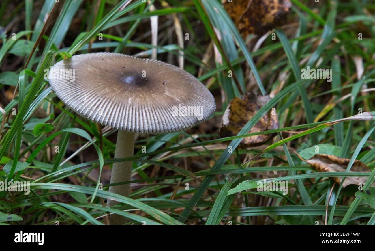 Amanita Fulva mushroom growing in a forest. Edible mushroom Stock Photo