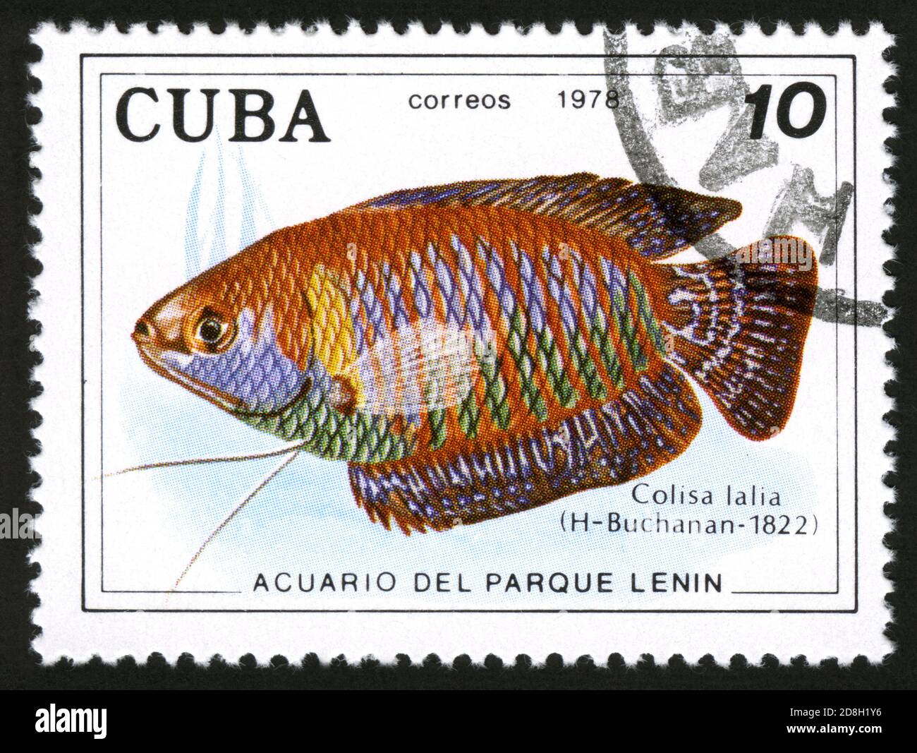 Stamp print in Cuba,1978,fish,Colisa Lalia Stock Photo