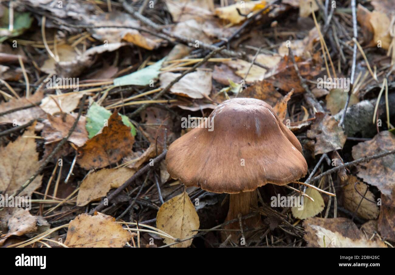 Deadly mushroom Cortinarius rubellus. Toadstools in the woods. Dangerous mushrooms. Stock Photo