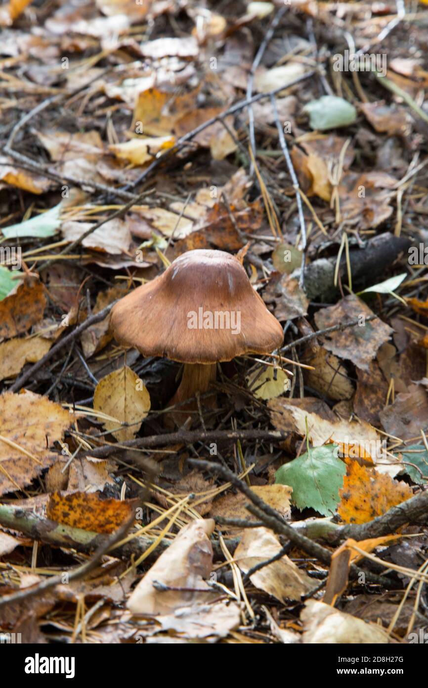 Deadly mushroom Cortinarius rubellus. Toadstools in the woods. Dangerous mushrooms. Stock Photo