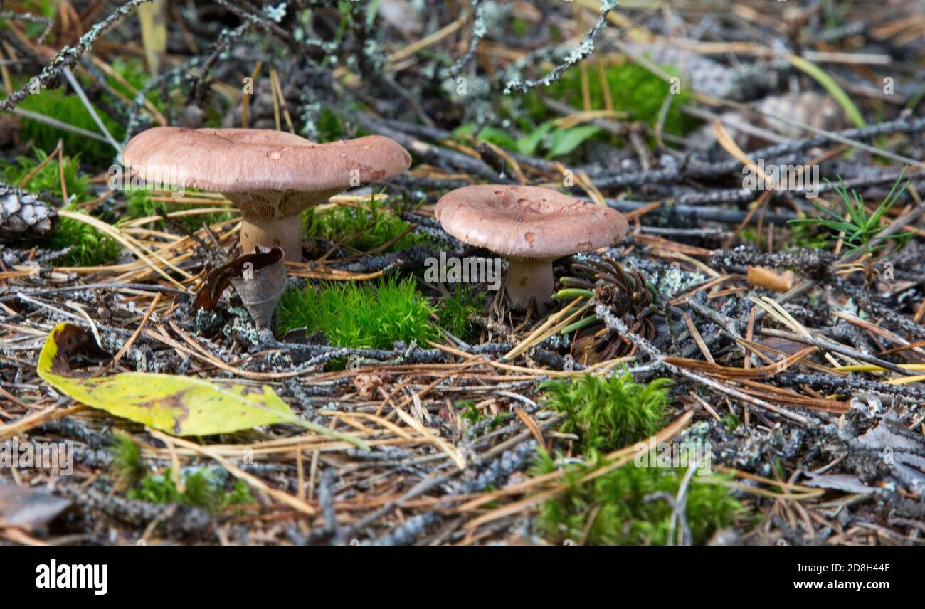Toxic mushroom paxillus involutus in the forest. Toadstools in the woods. Stock Photo