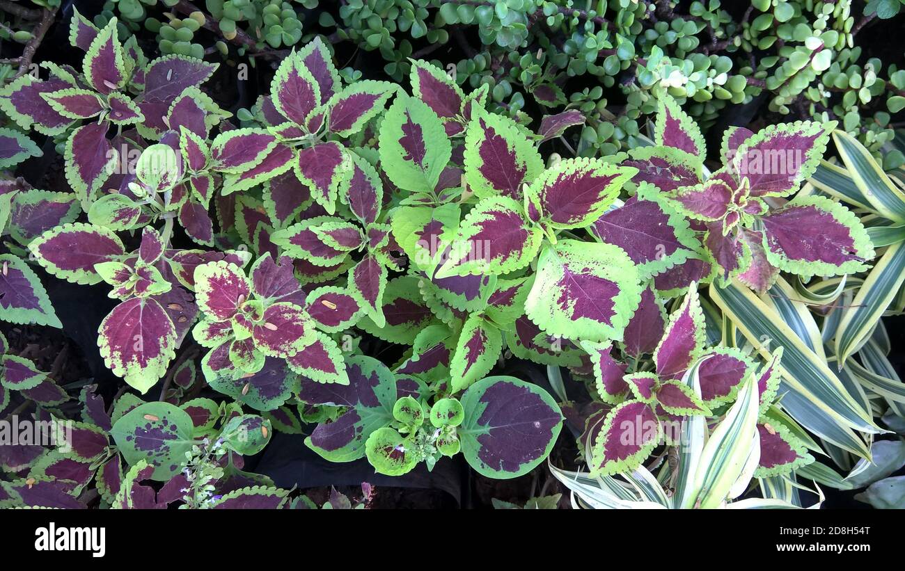 scenic view of coleus plants also called Coleus blumei or Plectranthus ...