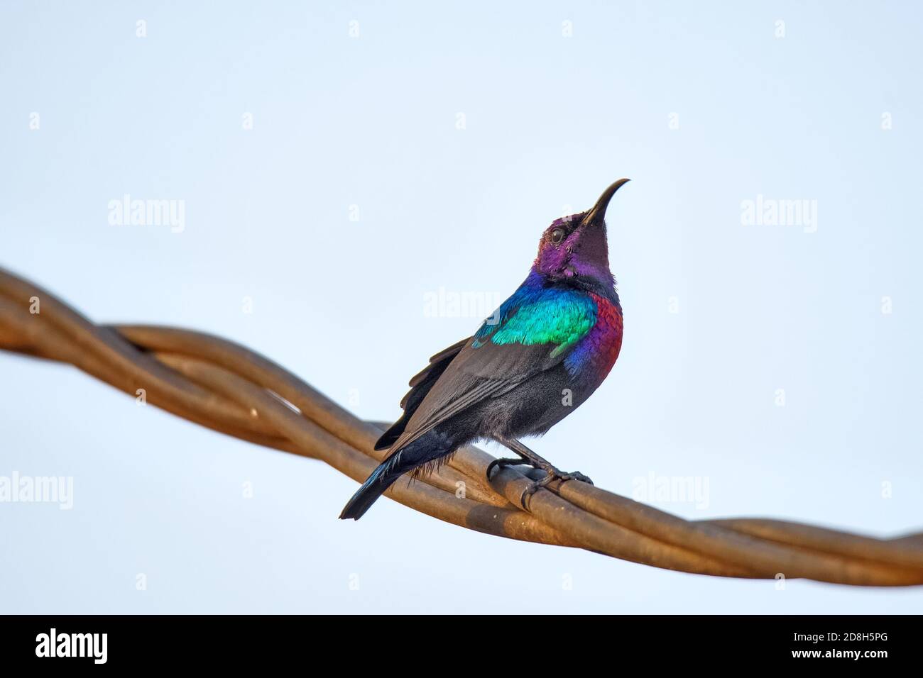 Tropical Splendid Sunbird - Cinnyris coccinigaster Stock Photo