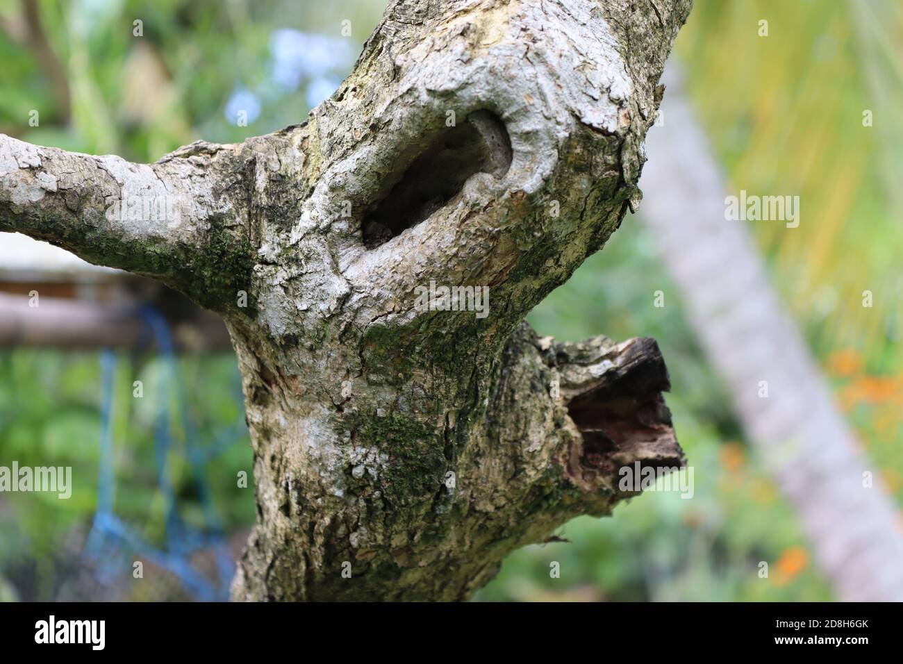 This trunk of the tree has damaged hardly but the tree is still strong. Stock Photo