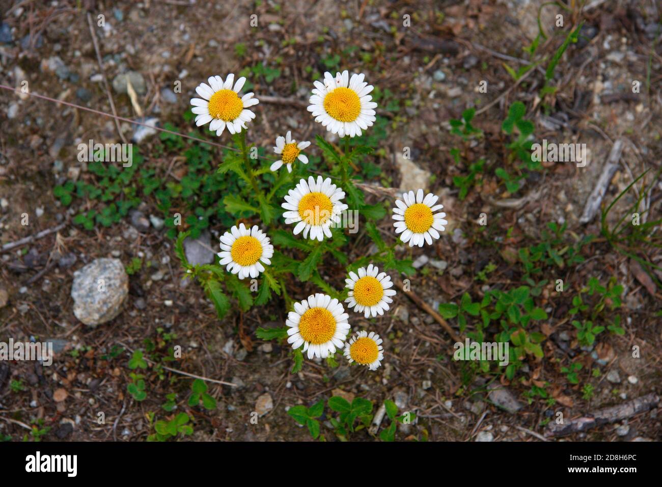 Berg-Blumen, Alpen. Stock Photo