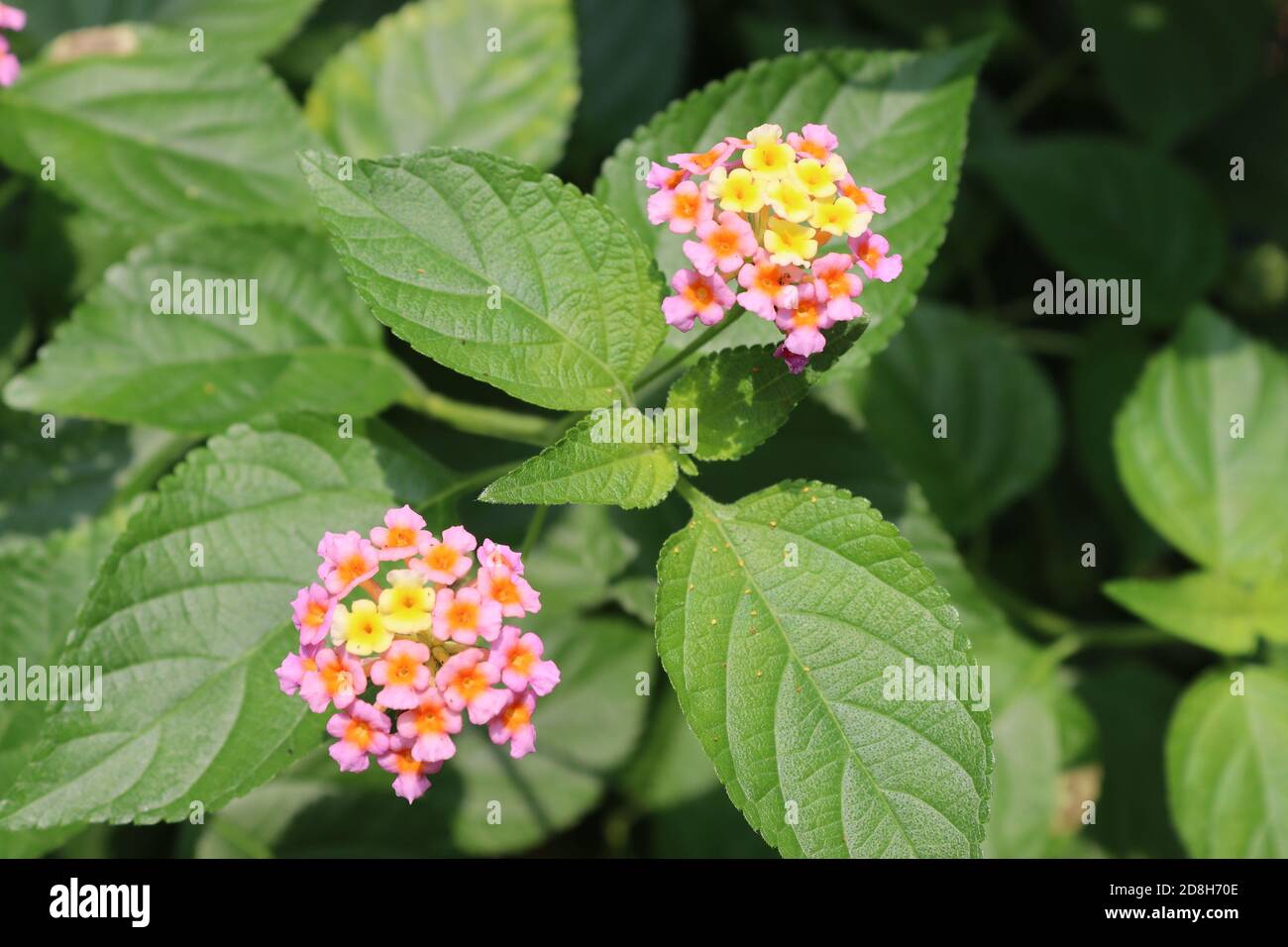 These small flowers commonly grow in the forest but cannot see any special.  But through the camera lens can understand nature hide something from us  Stock Photo - Alamy
