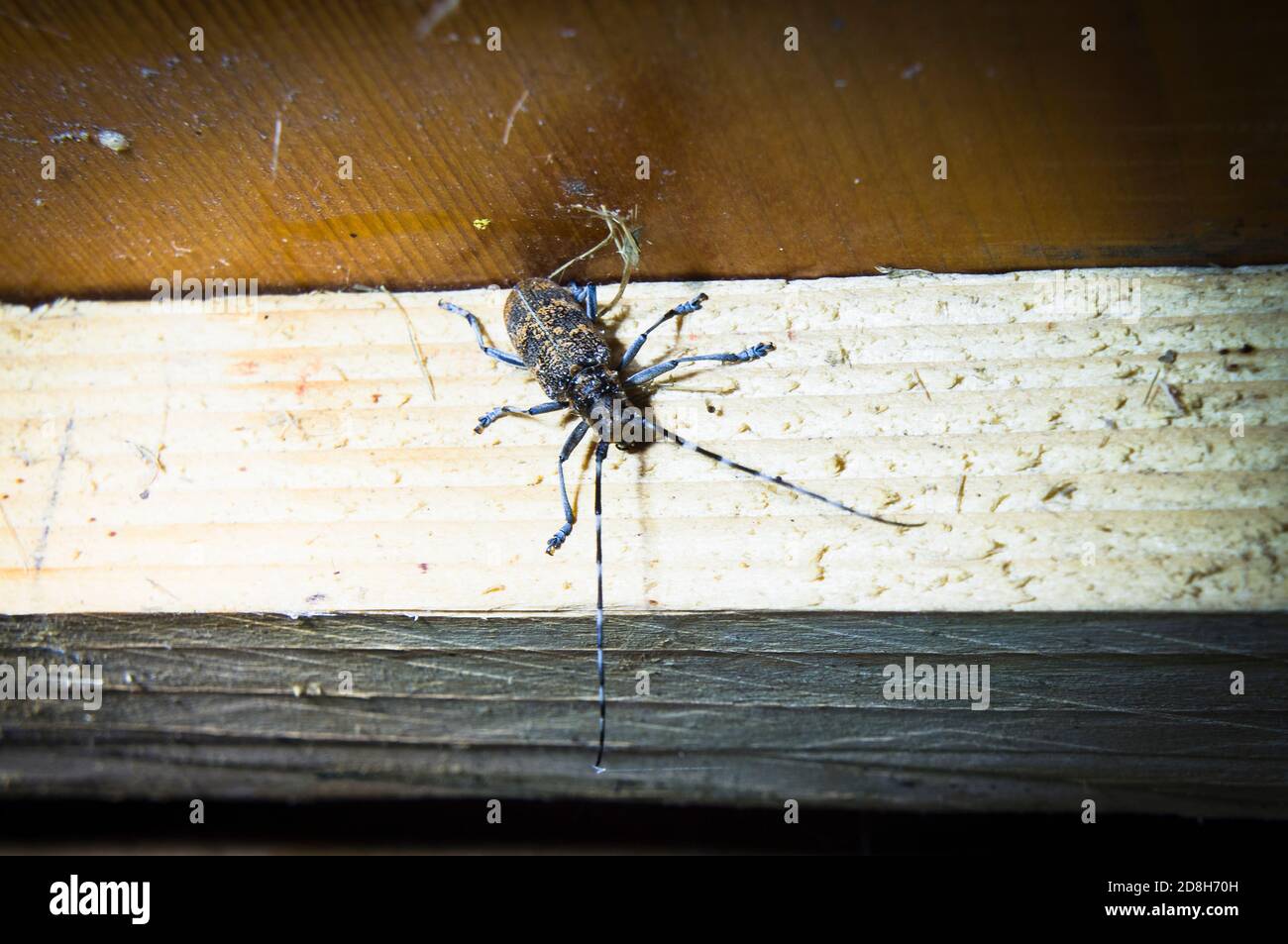 The wood-destroying Pine Sawyer Beetle, Monochamus galloprovincialis ...