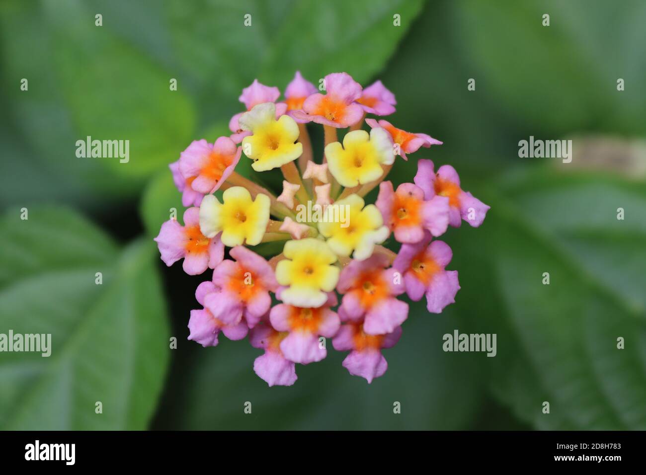 These small flowers commonly grow in the forest but cannot see any special. But through the camera lens can understand nature hide something from us. Stock Photo