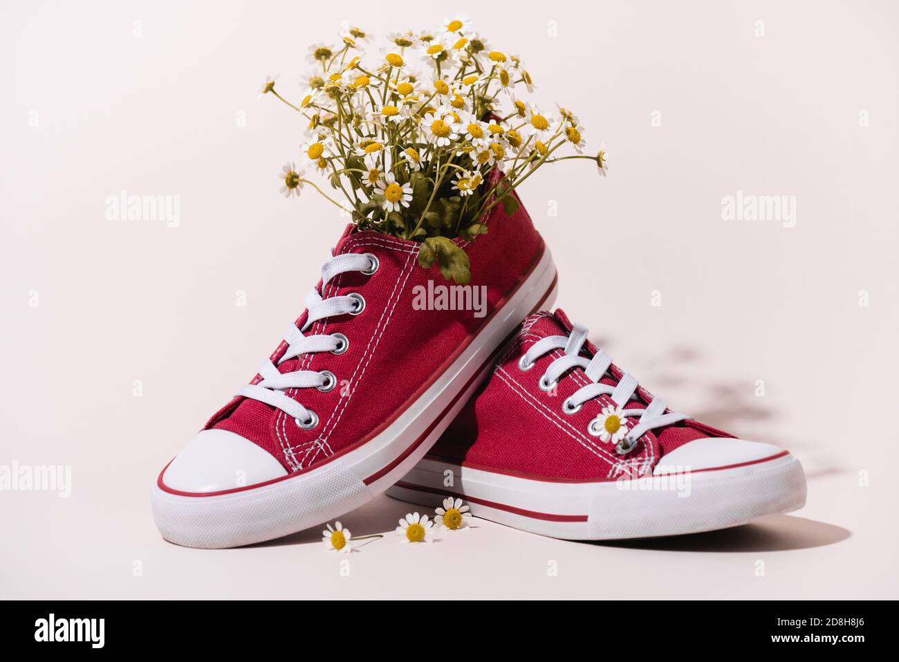 casual red sneakers with chamomile on white background Stock Photo