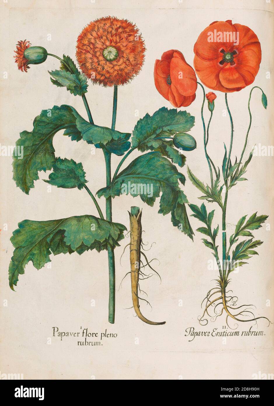 Papaver flore pleno rubrum and Papaver Eraticum rubrum, botanical illustration by Basil Besler from the The Hortus Eystettensis, 1613. Stock Photo