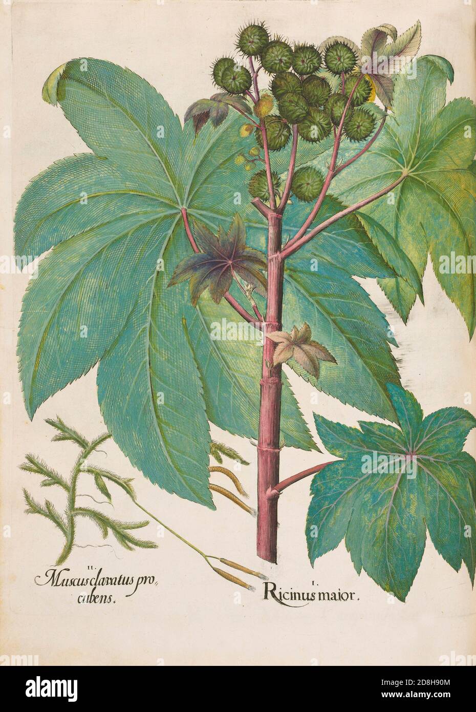 I. Ricinus Maior ; II. Muscusclavatus procubens, botanical illustration by Basil Besler from the The Hortus Eystettensis, a codex produced in 1613. Stock Photo