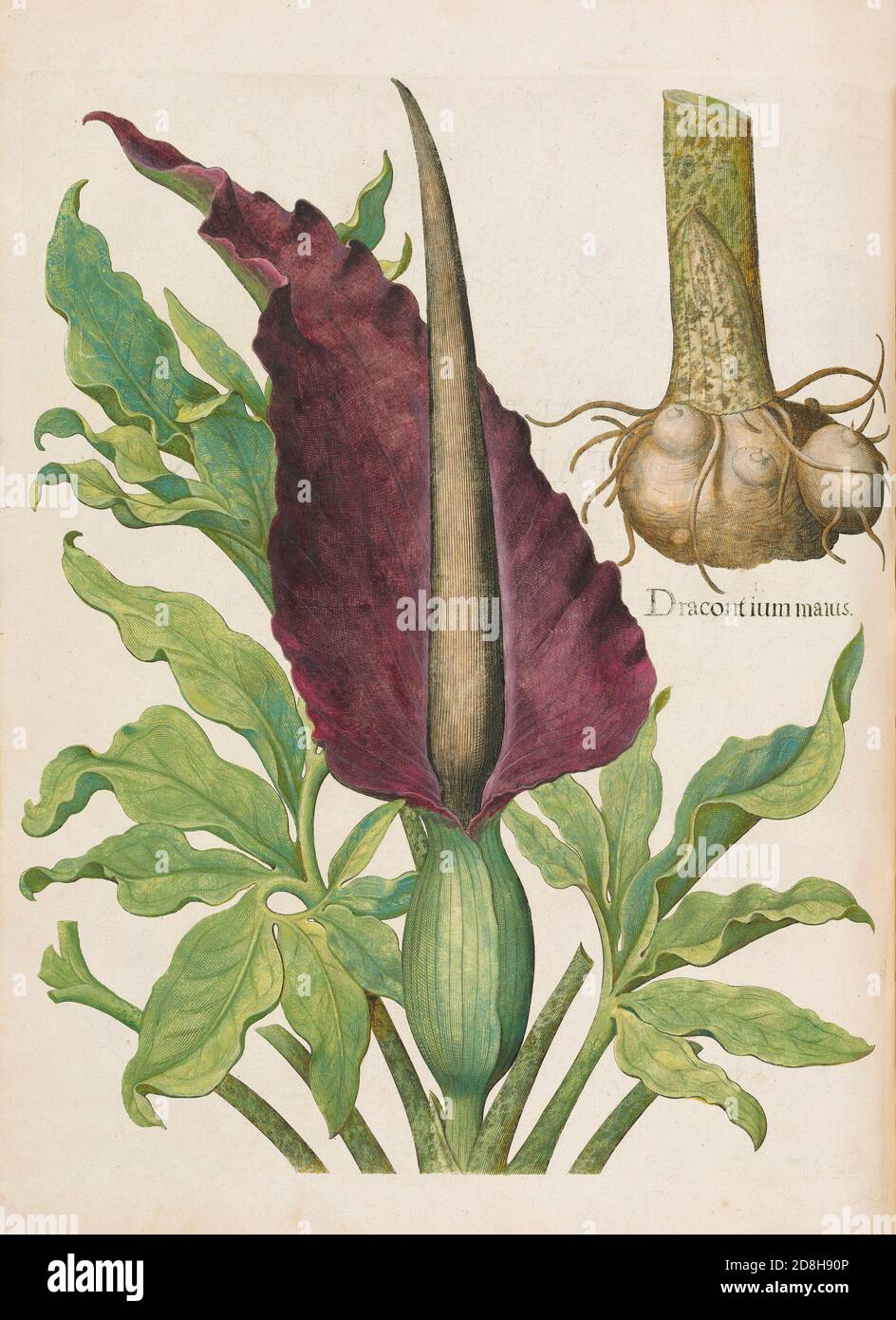 Dracontium Maius, botanical illustration by Basil Besler from the The Hortus Eystettensis, a codex produced by Basilius Besler in 1613. Stock Photo
