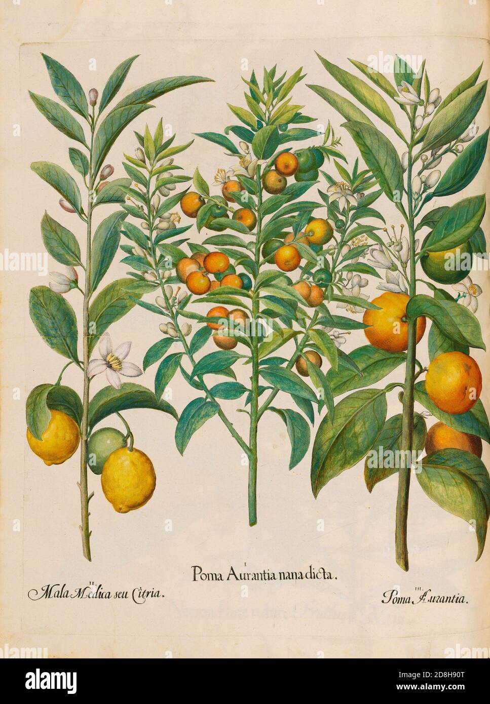 Oranges, Mala Medica seu Citria, botanical illustration by Basil Besler  from the The Hortus Eystettensis, a codex produced by Basilius Besler in  1613 Stock Photo - Alamy