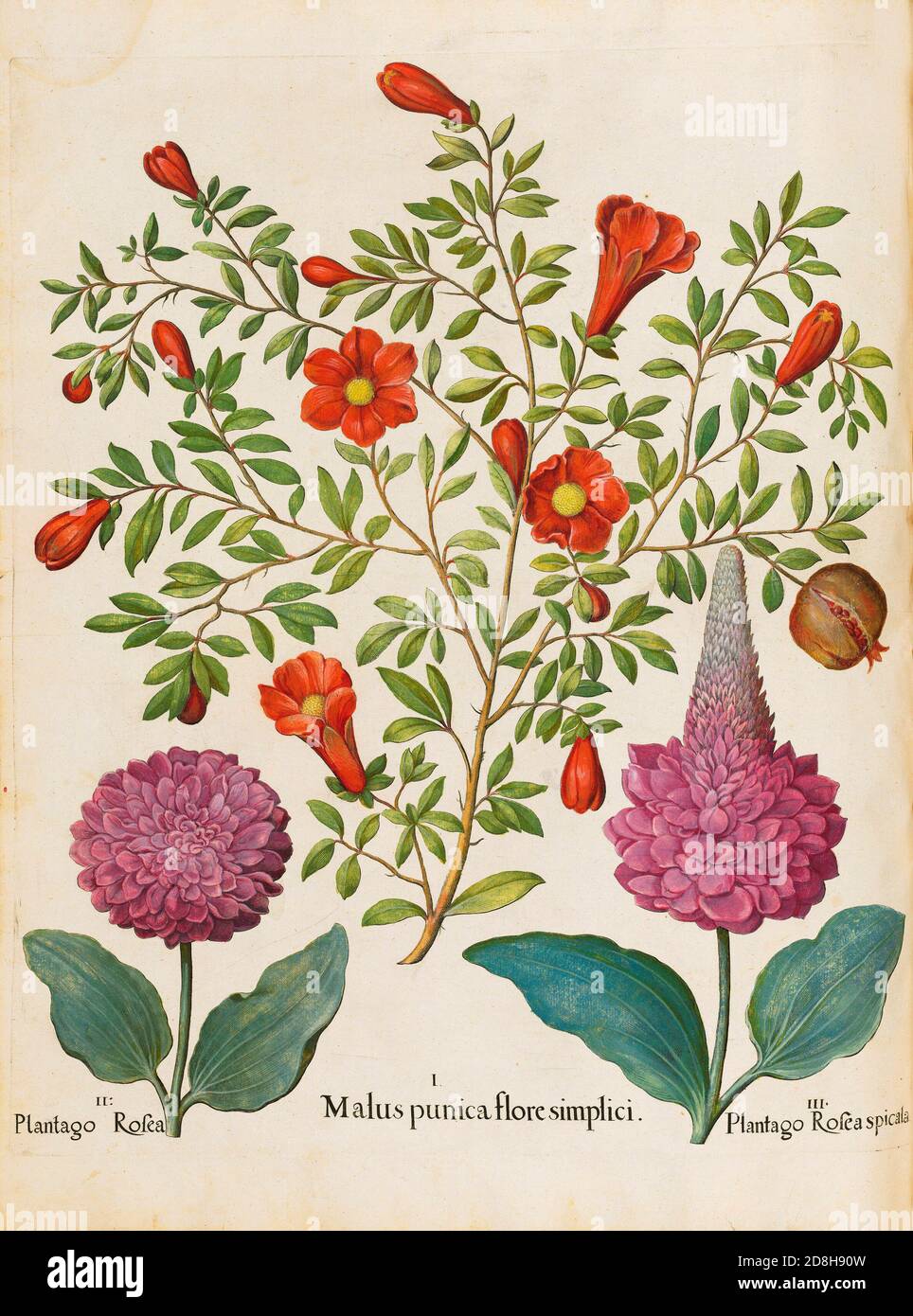 Matus Punica Flore Simplici, Basil Besler, botanical illustration by Basil Besler from the The Hortus Eystettensis, produced by Basilius Besler 1613. Stock Photo