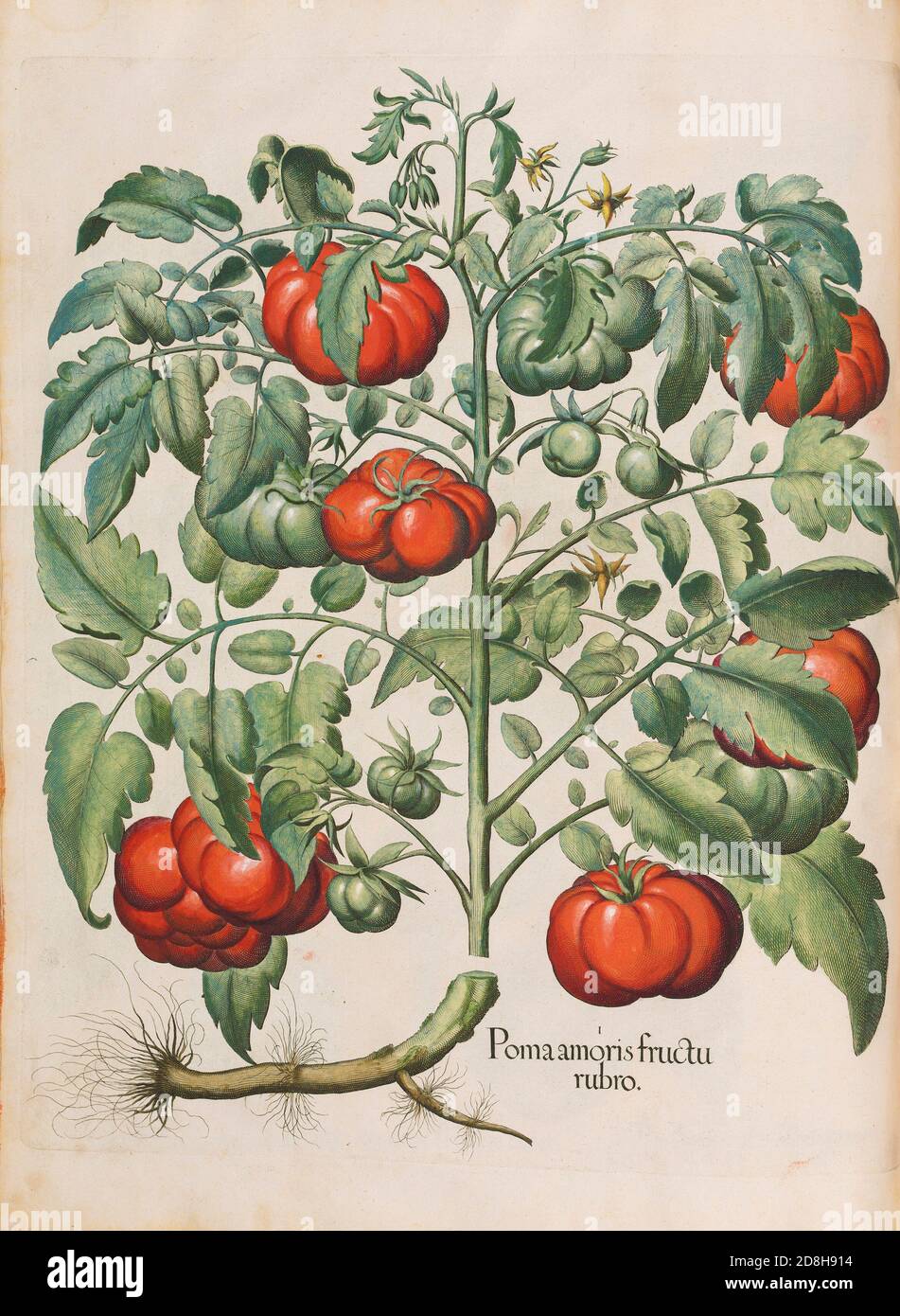 Tomatoes. Poma amoris fructu rubro, botanical illustration by Basil Besler from the The Hortus Eystettensis, produced by Basilius Besler in 1613. Stock Photo