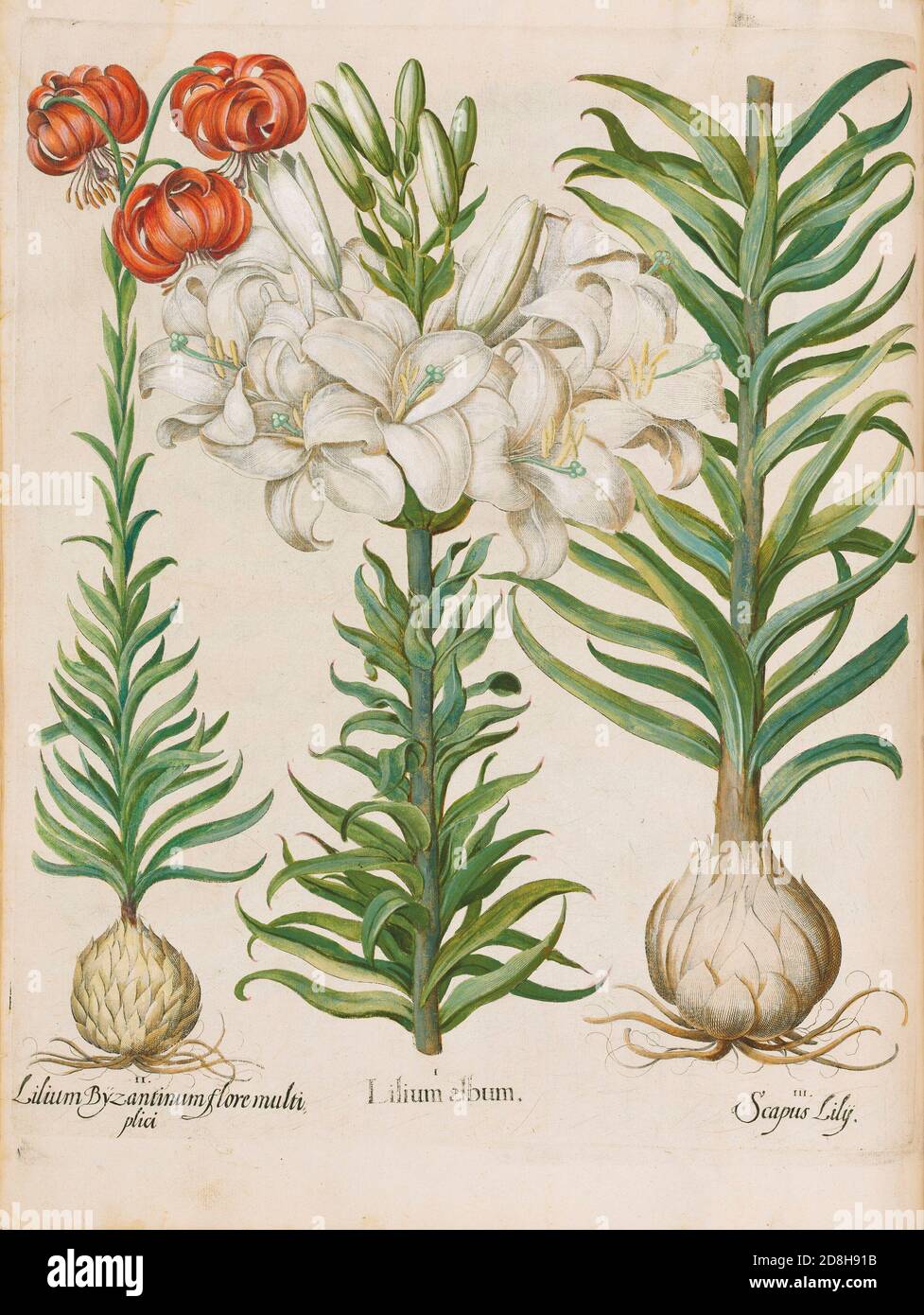 Lilies flowers. Lilium album, botanical illustration by Basil Besler from the The Hortus Eystettensis, a codex produced by Basilius Besler in 1613. Stock Photo