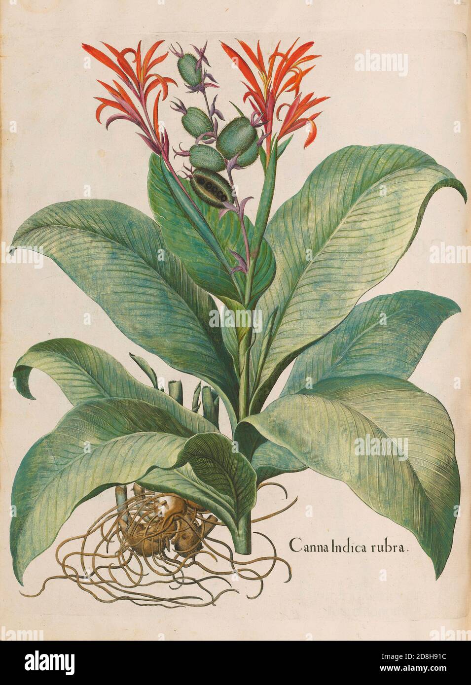 Canna Indica rubra, botanical illustration by Basil Besler from the The Hortus Eystettensis, a codex produced by Basilius Besler in 1613. Stock Photo