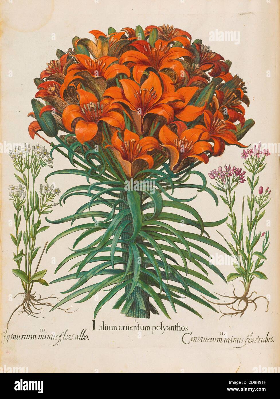 Lilies. Lilium Cruentum Polyanthos, botanical illustration by Basil Besler from the The Hortus Eystettensis, a codex produced by Basilius Besler 1613. Stock Photo