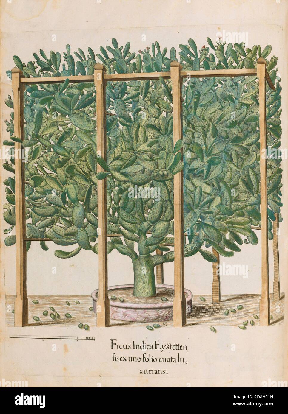 Ficus. Ficus Indica Eystetten fis ex uno folio enata lu xurians. Basil Besler, Hortus Eystettensis 1613. Stock Photo