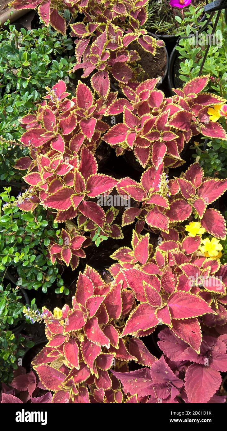 scenic view of coleus plants also called Coleus blumei or Plectranthus ...
