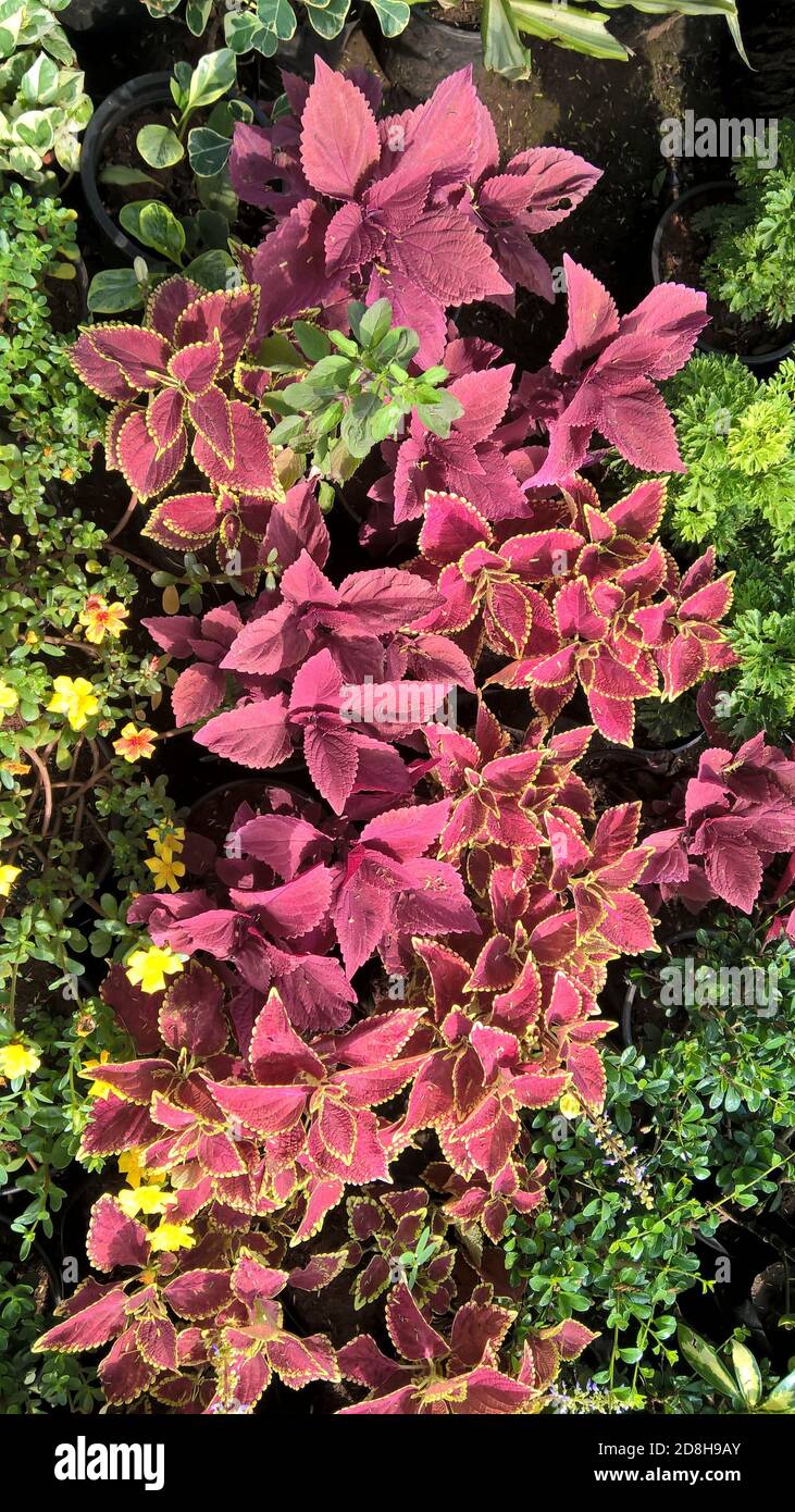 scenic view of coleus plants also called Coleus blumei or Plectranthus ...