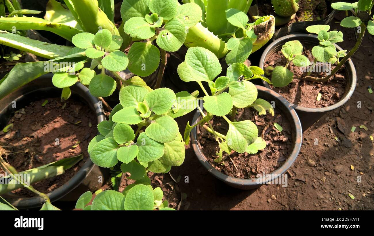 Trachyspermum ammi, ajowan caraway or Ajwain plant view Stock Photo Alamy