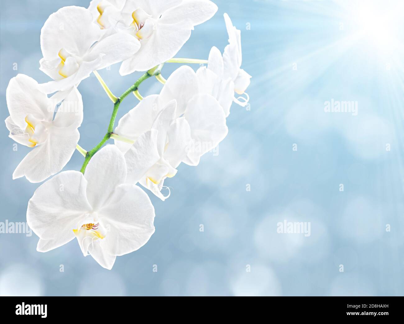 White Orchid On Soft Blue Background And Sun Light Stock Photo Alamy White Orchid On Soft Blue Background And Sun Light Stock Photo Alamy