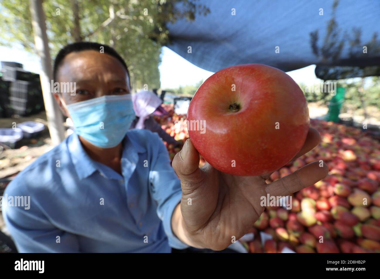 People collect honeycrisp apples in an apple farm in Shuanghe, north China's Xinjiang Uyghur autonomous region, 11 September 2020.   Xinjiang Zhongzhi Stock Photo