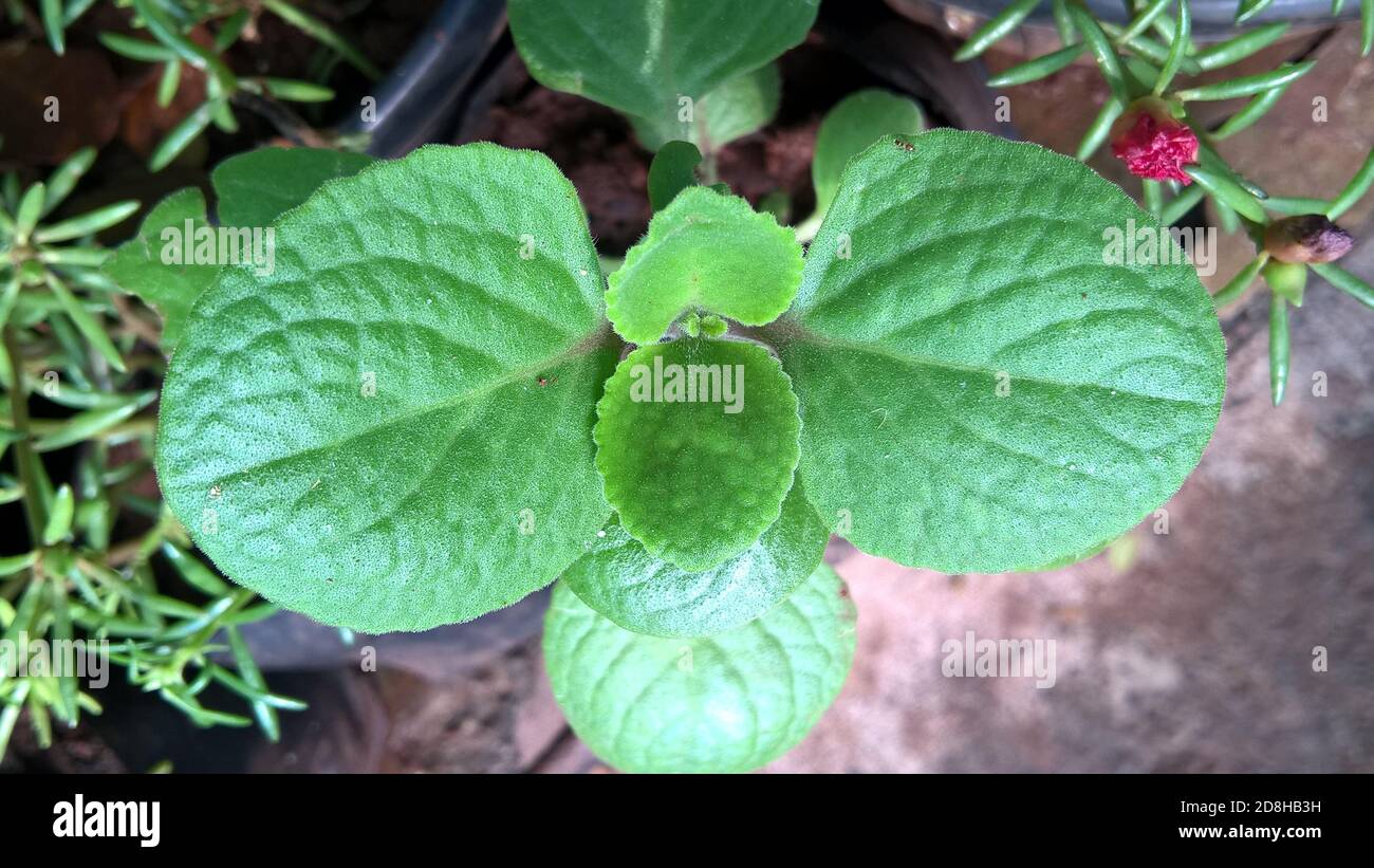 chickpea plant images Garbanzo Beans (Chickpea) Clearwater Valley Seeds