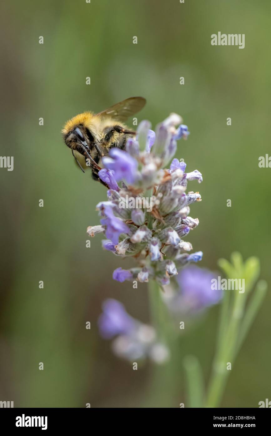 A common carder bee extends its long proboscis into the corolla of a spica lavender flower. Stock Photo