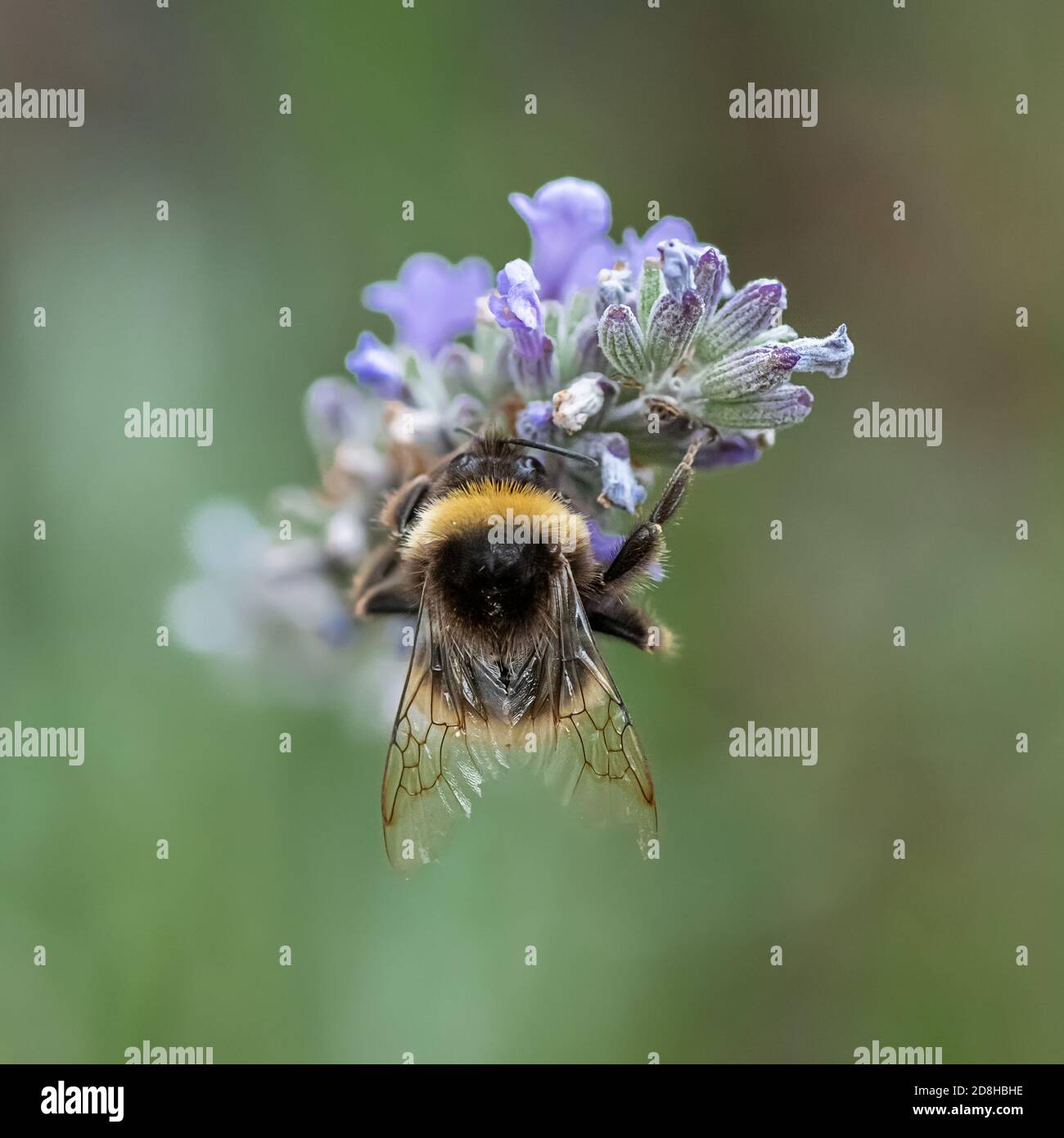 The delicate wings of a white-tailed bumblebee catch the light as it sits  on the flowers of a spike lavender plant Stock Photo - Alamy