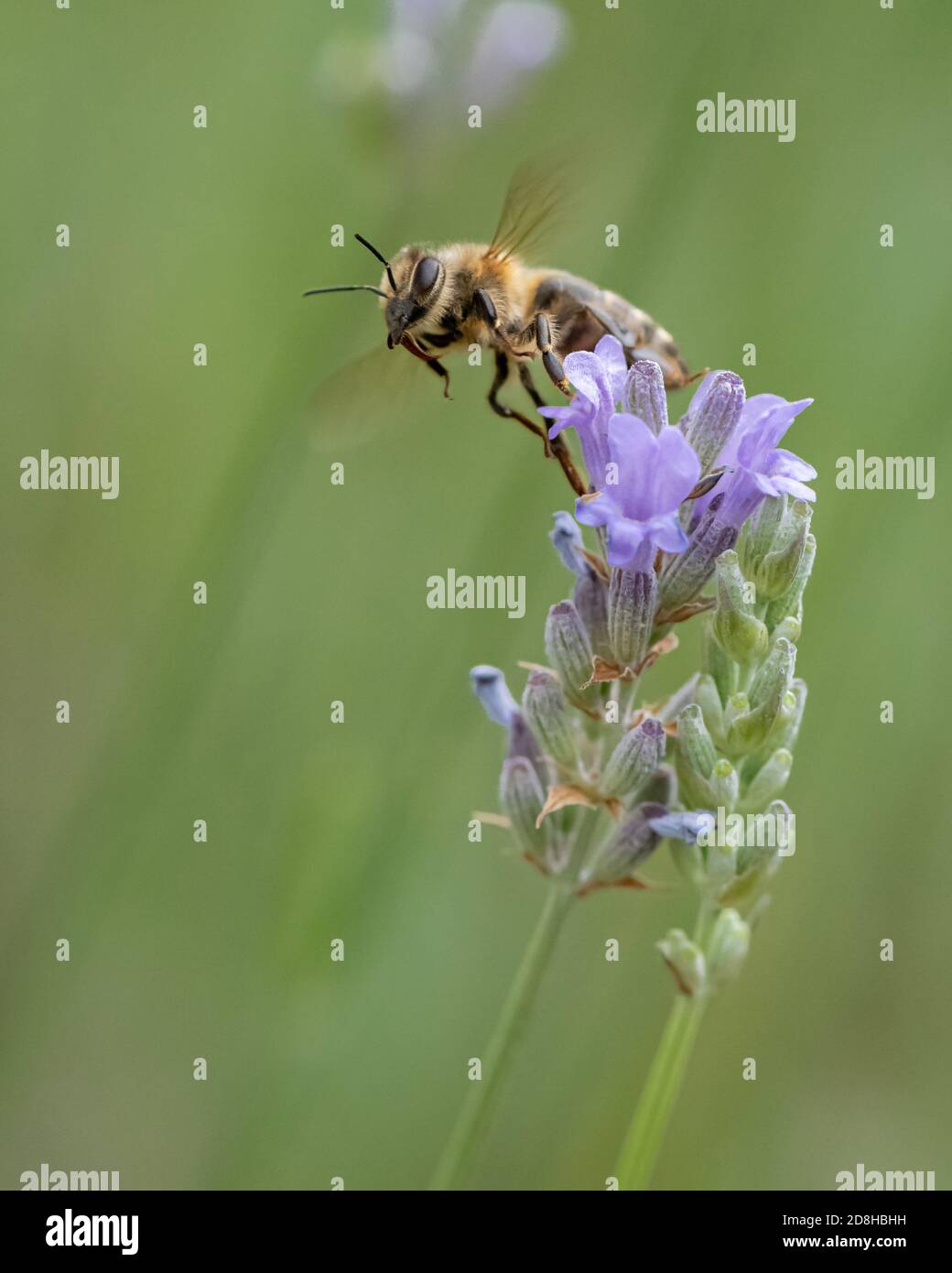 A honey bee flies from a spica lavender flower in search of pollen. Stock Photo